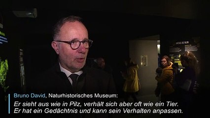 Schleimiger Einzeller ist neuer Star im Pariser Zoo