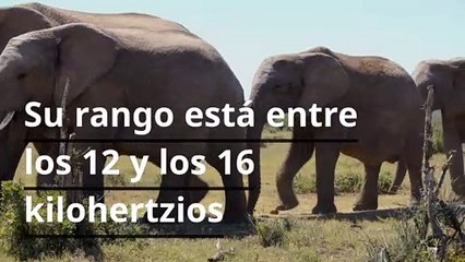 Los 8 animales con mejor sentido del oído