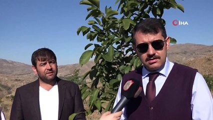 İmranlı'da ormanı andıran Türkiye'nin en büyük 5. ceviz bahçesi havadan görüntülendi