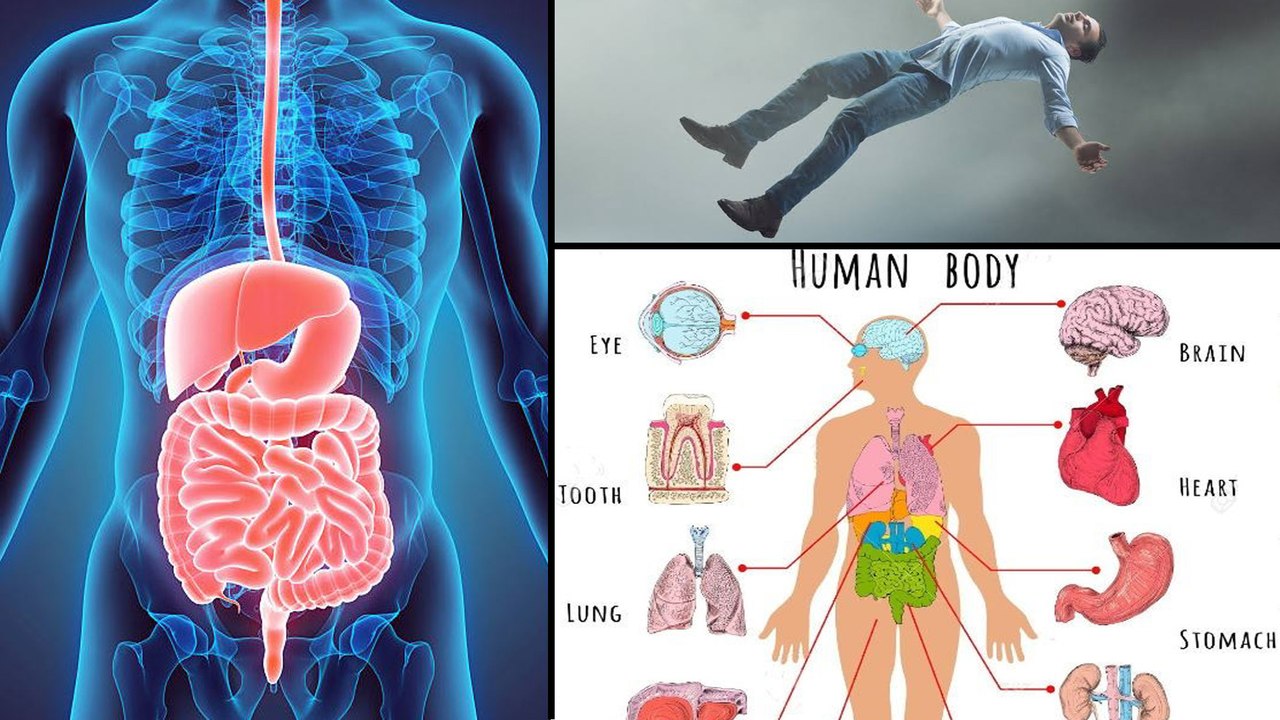 Top 10 Interesting Facts About Human Organs After Demise