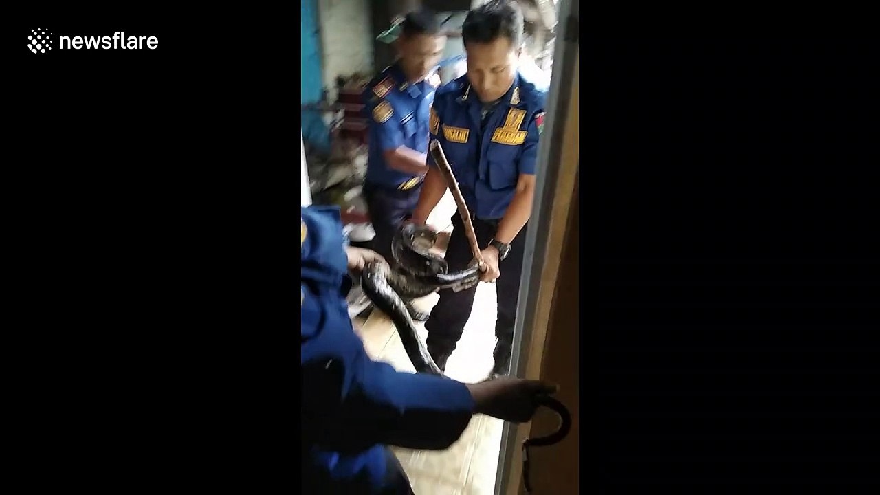 Nine-foot python found coiled in roof of house in Indonesia