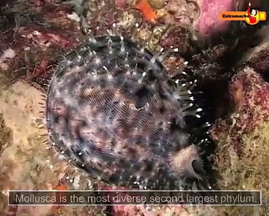 Interactive Videos Helping Students Learn Biology for Class 11 Better on Extramarks