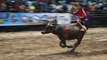 Annual buffalo race attracts hundreds of people to eastern Thailand
