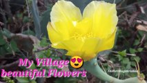 My village different and beautiful flowers collection|SKillsVillageKrishna