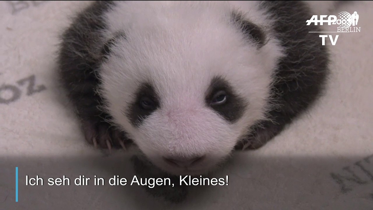 Guck mal! berliner panda-babys öffnen ihre augen
