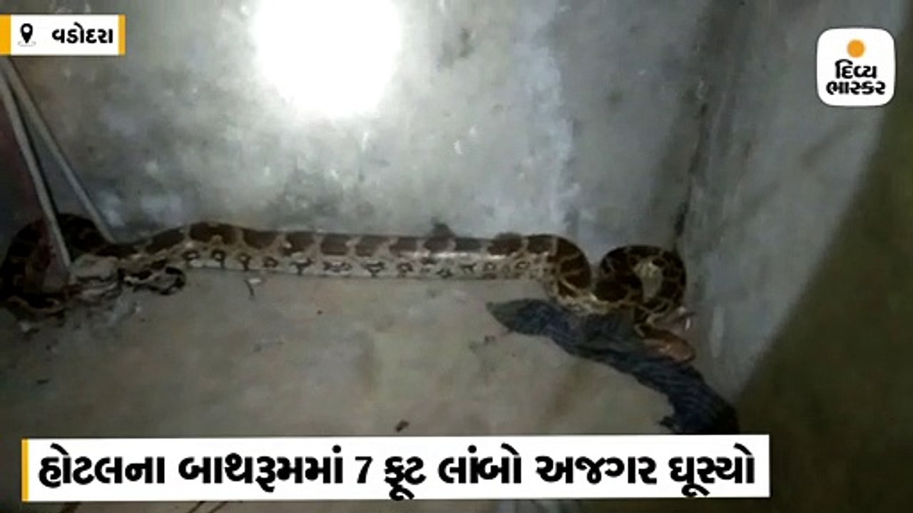 હોટલના બાથરૂમમાં ઘૂસી ગયેલા 7 ફૂટના અજગરને રેસ્ક્યૂ કરીને વન વિભાગને સોંપાયો