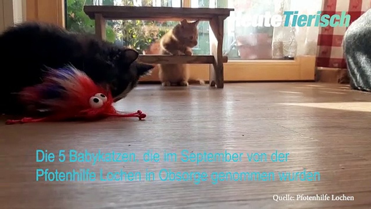 Dieses Katzenvideo ist Balsam für die Seele