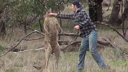 El machote que se pelea a puñetazos con el canguro para salvar a su perro