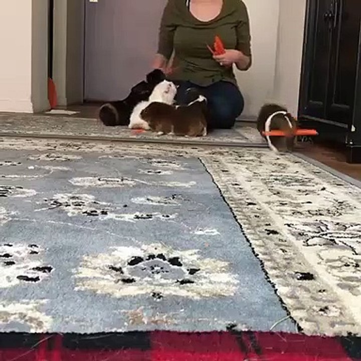 Trop chou ! Une équipe de cochons d'inde répond à l'appel des barres de carotte !!!
