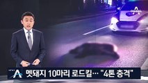 “너희들이 거기서 왜 나와”…멧돼지 10마리 로드킬