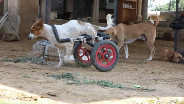 Rührend: Hier finden kranke Hunde ein neues Zuhause