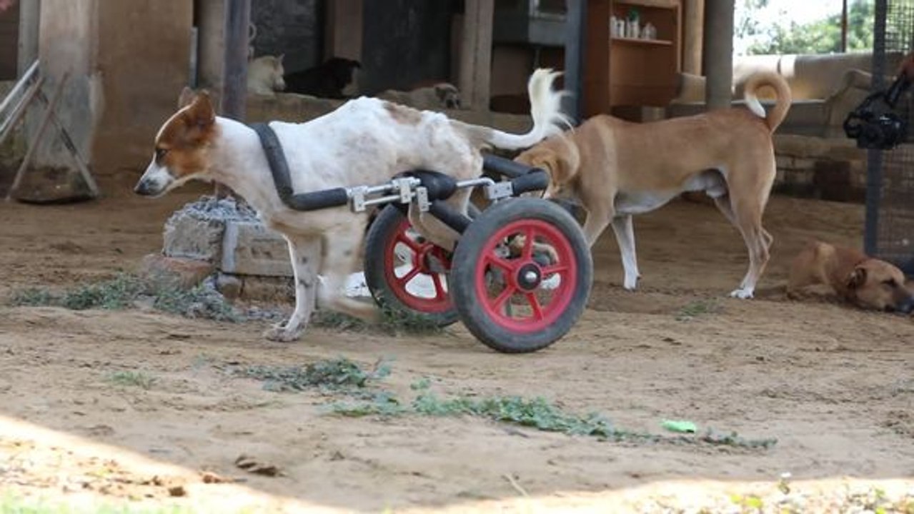 Rührend: hier finden kranke hunde ein neues zuhause