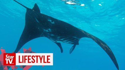 OFF THE BEAT: And now with the manta ray