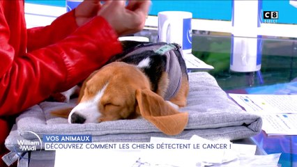 Découvrez comment les chiens détectent le cancer !