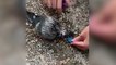 Tear-gassed pigeon gets ‘first aid’ from protesters in Hong Kong protests