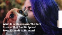 What Is Leptospirosis, The Rare Disease That Can Be Spread From Animals to Humans?