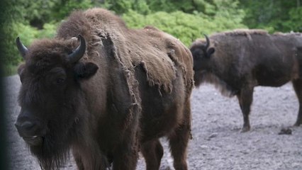 Il ritorno nel Caucaso del bisonte europeo. Un progetto del Wwf per salvare la specie