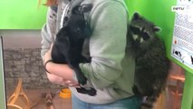 Guaxinim e filhote de cachorro se tornam melhores amigos no zoo de Irkutsk