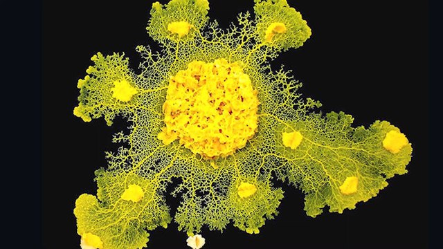 Le blob, cette bête curieuse présentée au zoo de Vincennes