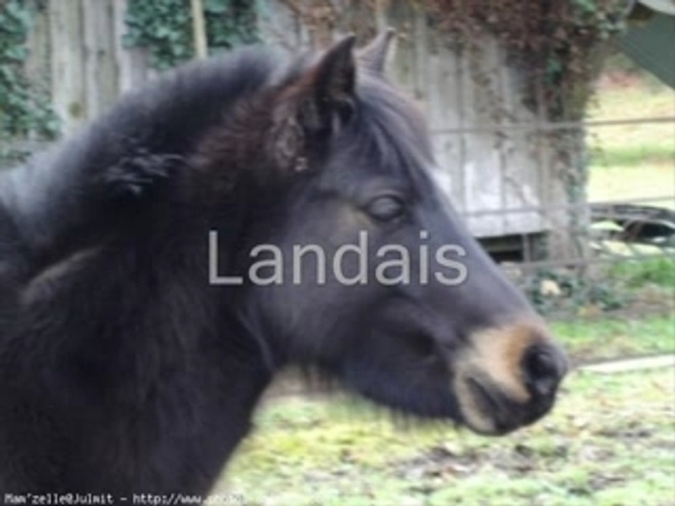 Chevaux