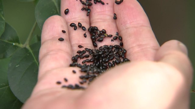 숲 속에서 찾은 신약 물질...암·당뇨 치료 효과 / YTN