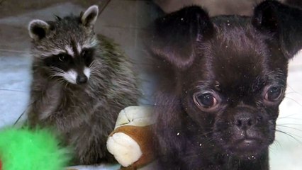 너구리와 개, 말과 희귀 품종 새가 공존하는 법 / YTN