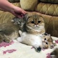 Cute momma cat and her kitties