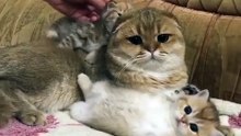 Cute momma cat and her kitties