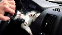 Sleepy kitten