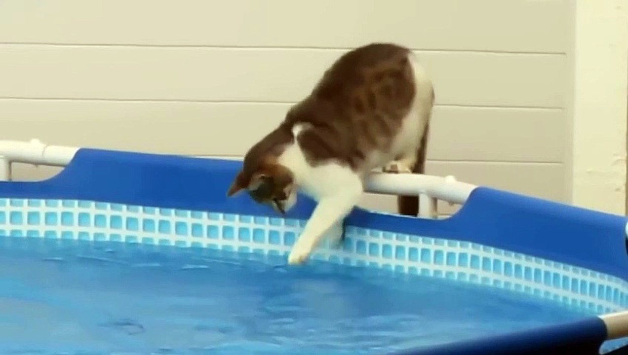 Curious cat falls into the pool