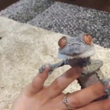 Ce lézard gecko est tellement mignon