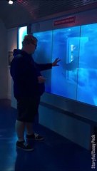 Ne pas toucher la vitre de l'aquarium... Sous peine de grosse frayeur