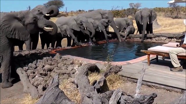 Une dizaine d'éléphants vient boire dans la piscine de ces touristes