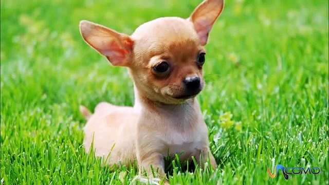 Sobrevive al ataque de un oso gracias a la heroica intervención de su perro chihuahua