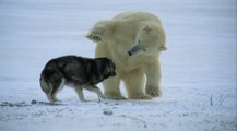 Graban este inesperado 'juego' entre un perro y un oso polar
