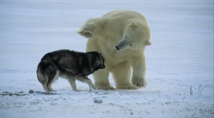 Graban este inesperado 'juego' entre un perro y un oso polar