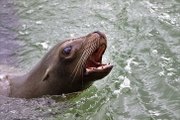 Este león marino advierte a turistas que elijan otra mesa de picnic