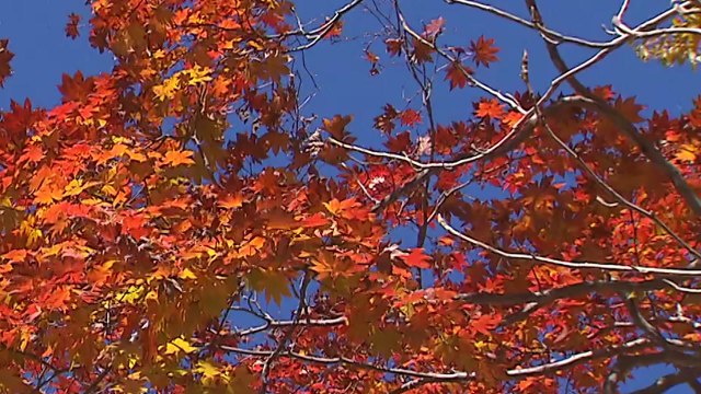 [날씨] 주말 맑고 한낮 선선...일교차 10℃ 안팎 / YTN