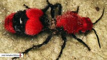 This 'Cow Killer Ant' Is The Stuff Of Nightmares