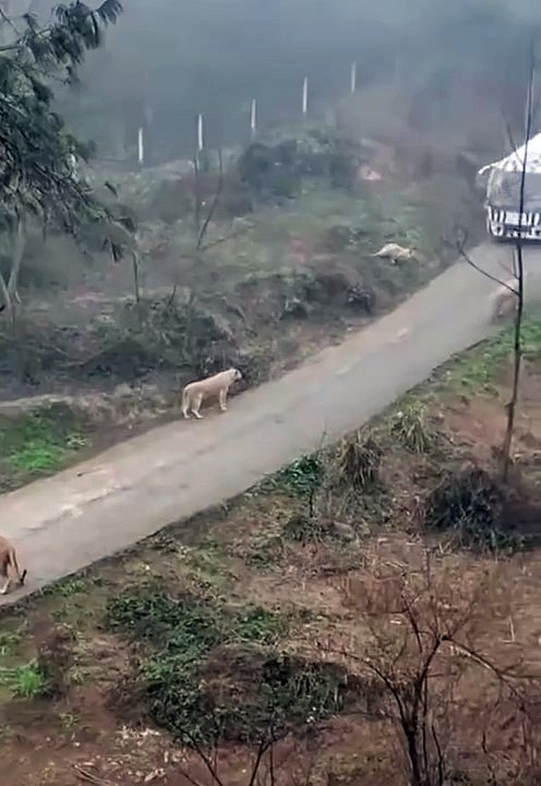 wild lion status