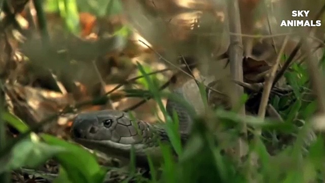 Amazing ! King Lion Save Impala From Python Attack   Lion vs Snake   Animals Save Another Animals