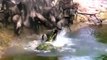 Amazing Hippo Save Wildebeest From Crocodile Hunting   Animals Hero   Animals save another animal