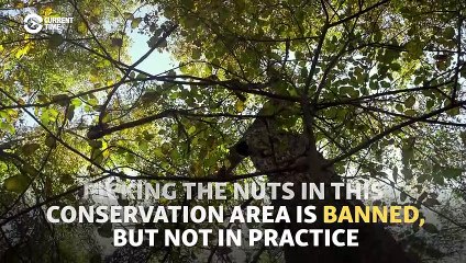 Discover the Secrets of Kyrgyz Walnuts: The Forbidden Fruit 🌰