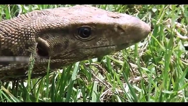 Amazing King Cobra Fight Lizard Dragon Komodo Hunting Snake vs Lizard The Reptiles of the Desert