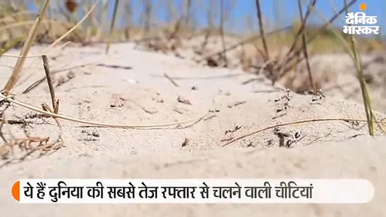 सहारा रेगिस्तान में मिलीं दुनिया की सबसे तेज़ च...