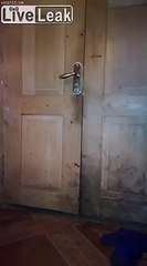 Cet ours... rentre dans la maison par la porte d'entrée !