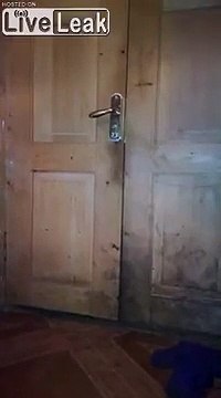 Cet ours... rentre dans la maison par la porte d'entrée !