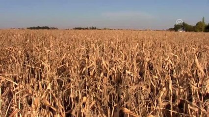 Elbistan'da "cin mısırı" mesaisi - KAHRAMANMARAŞ