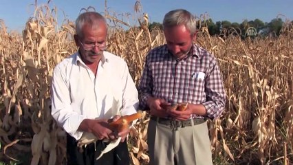 Elbistan'da 'cin mısırı' mesaisi - KAHRAMANMARAŞ