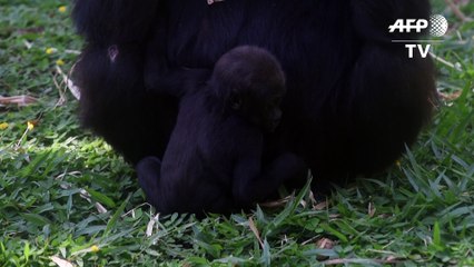 Download Video: Critically endangered baby gorilla born in Brazil zoo